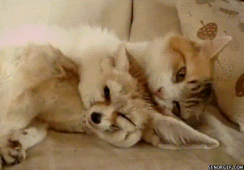 funny-gifsq-catlickfox (478x334, 353Kb)