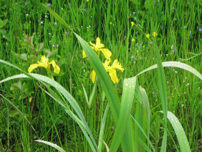 yellowiris (700x525, 133Kb)