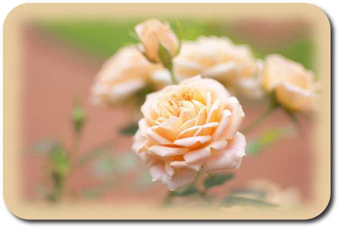 1918486_ (700x473, 59Kb)
