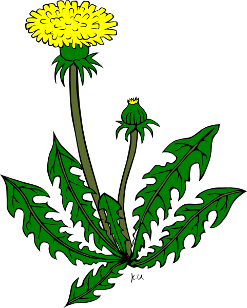 Gerald_G_KU_taraxacum_officinale ()