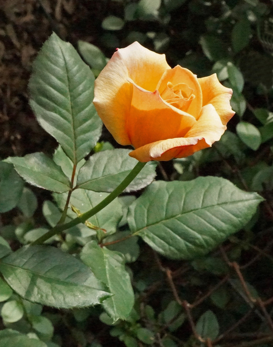 002_edited-3 (550x700, 151Kb)