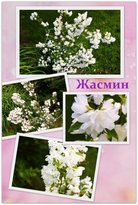 3587765_Jasin1 (471x700, 274Kb)