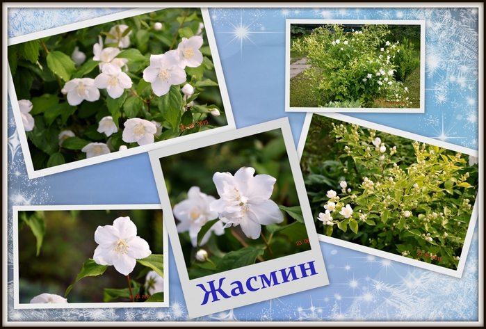 3587765_Jasmin2 (700x473, 289Kb)