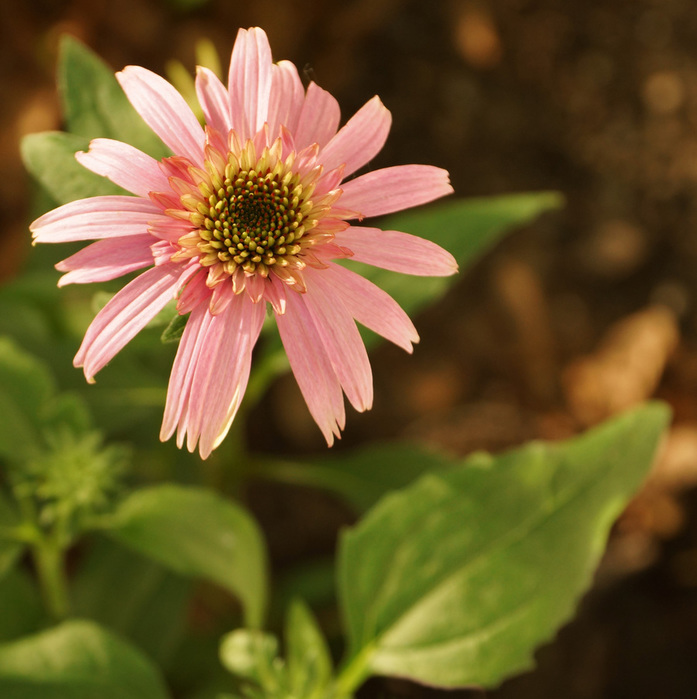 004_edited-2 (697x700, 143Kb)