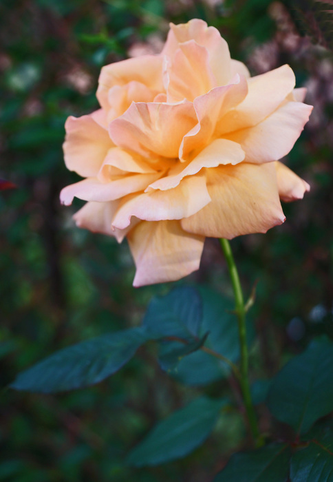 003_edited-2 (484x700, 92Kb)