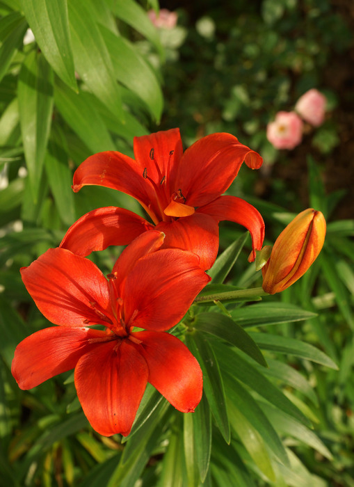006_edited-1 (509x700, 118Kb)