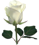  Large_White_Rose_PNG_Clipart_Picture (429x500, 128Kb)