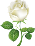  white_roses_PNG2794 (1) (541x700, 251Kb)