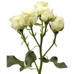  розы кустовые белые (350x350, 85Kb)