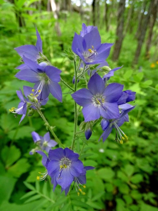 5559494_DSC08871 (525x700, 253Kb)