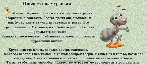 Пшено от муравьев на дачном участке. Полезные советы для садоводов. Сад и огород полезные советы. Советы для огорода. Советы дачникам и огородникам.