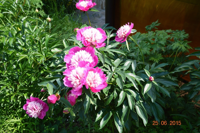 3587765_DSC_4156 (700x465, 326Kb)