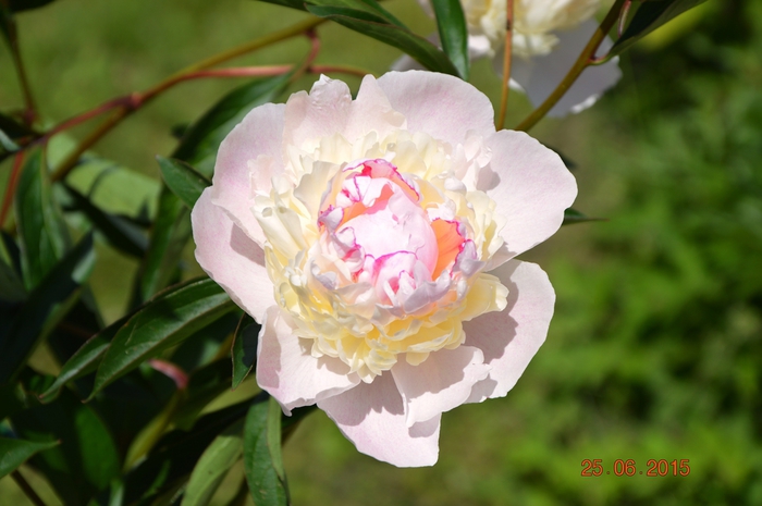3587765_DSC_4163 (700x465, 202Kb)