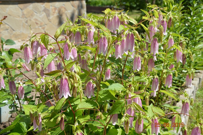 3587765_DSC_4194 (700x465, 339Kb)