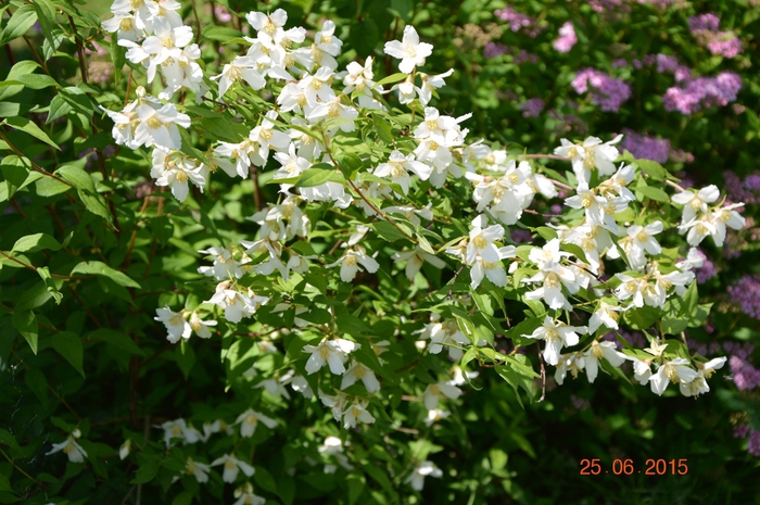 3587765_DSC_4189 (700x465, 304Kb)