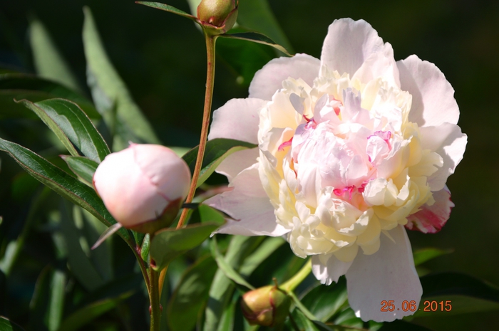 3587765_DSC_4205 (700x465, 201Kb)