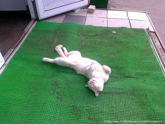 Cat1 (700x525, 450Kb)