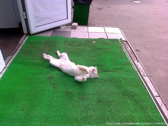 Cat2 (700x525, 417Kb)