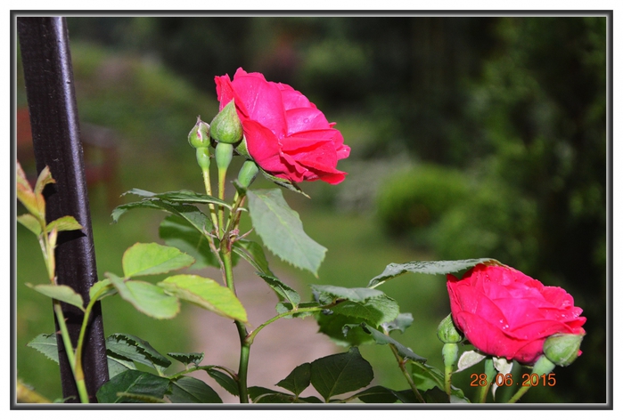 3587765_DSC_4252 (700x472, 222Kb)