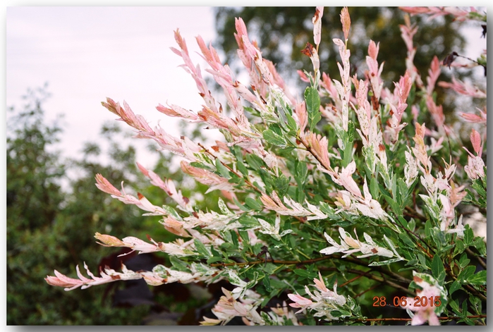 3587765_DSC_4220 (700x471, 285Kb)