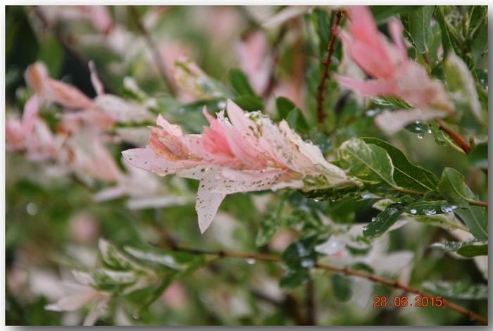 3587765_DSC_4231 (700x470, 224Kb)