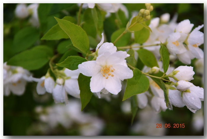 3587765_DSC_4246 (700x472, 196Kb)