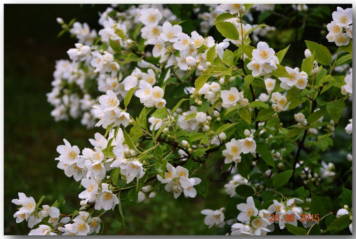 3587765_DSC_4242 (700x470, 273Kb)