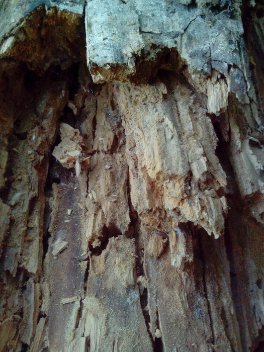 4052195_IMG_20150629_123237 (525x700, 347Kb)