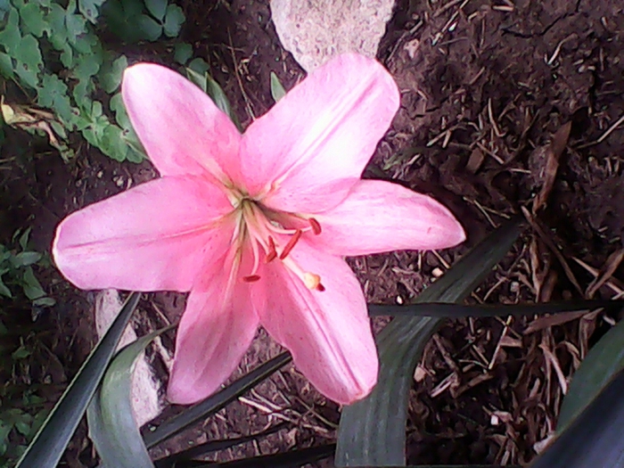 5680772_IMG_20150630_173138904 (700x525, 307Kb)