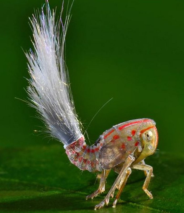 fuzzy-planthopper-tail (604x700, 269Kb)