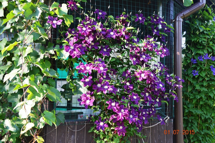 3587765_DSC_4283 (700x465, 374Kb)
