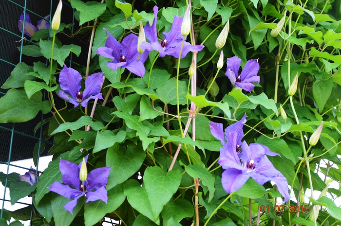 3587765_DSC_4286 (700x465, 325Kb)