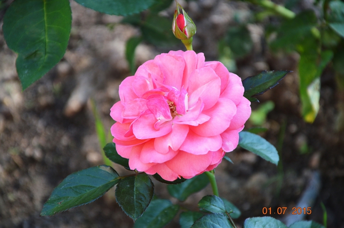 3587765_DSC_4272 (700x465, 214Kb)
