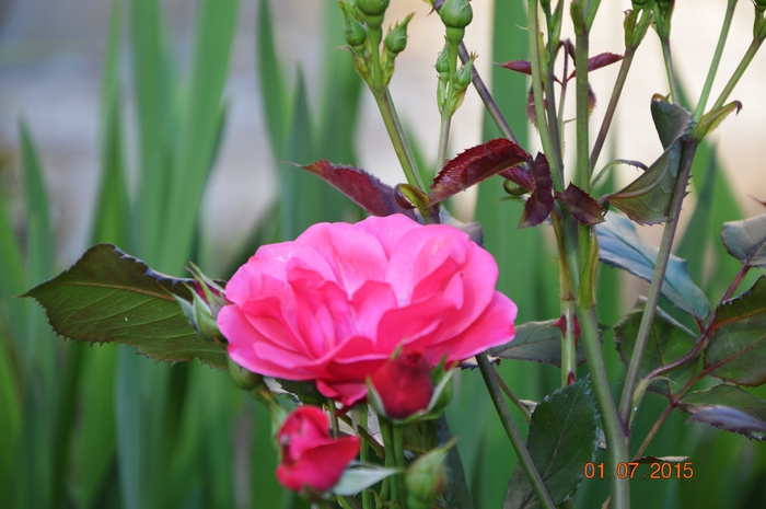 3587765_DSC_4274 (700x465, 224Kb)