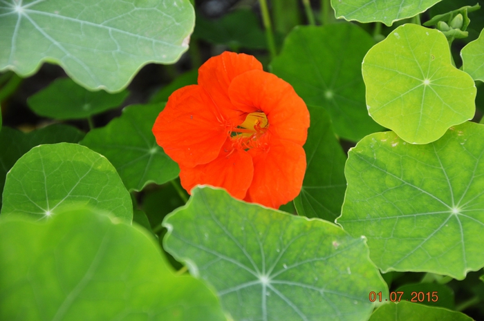 3587765_DSC_4289 (700x465, 217Kb)