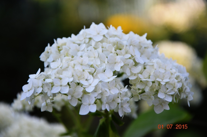 3587765_DSC_4292 (700x465, 189Kb)