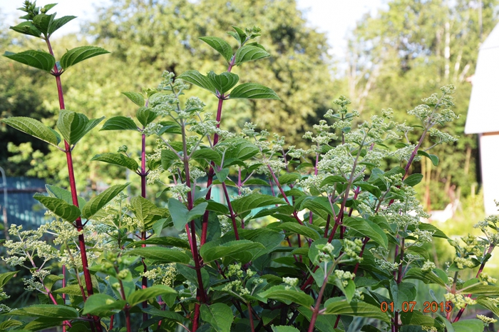 3587765_DSC_4296 (700x465, 322Kb)