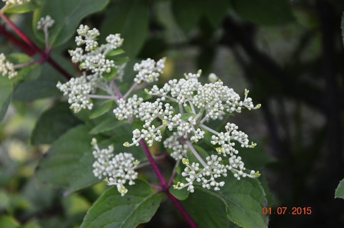 3587765_DSC_4297 (700x465, 205Kb)