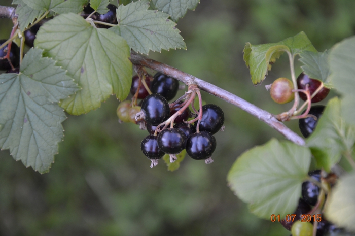 3587765_DSC_4298 (700x465, 200Kb)
