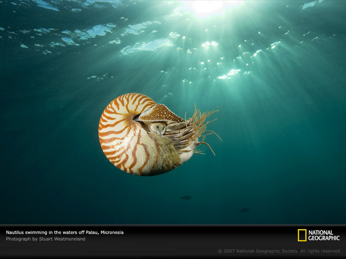 nautilusse-fressen-wohl-auch-tagsuber - 1 (700x525, 127Kb)