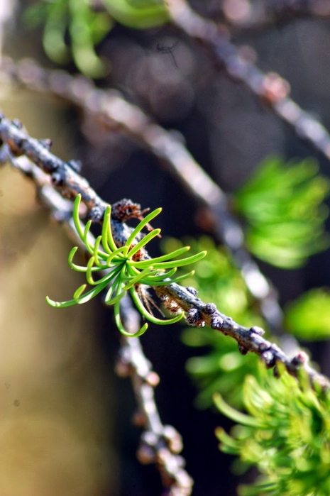 3392780_DSC_0528 (465x700, 202Kb)