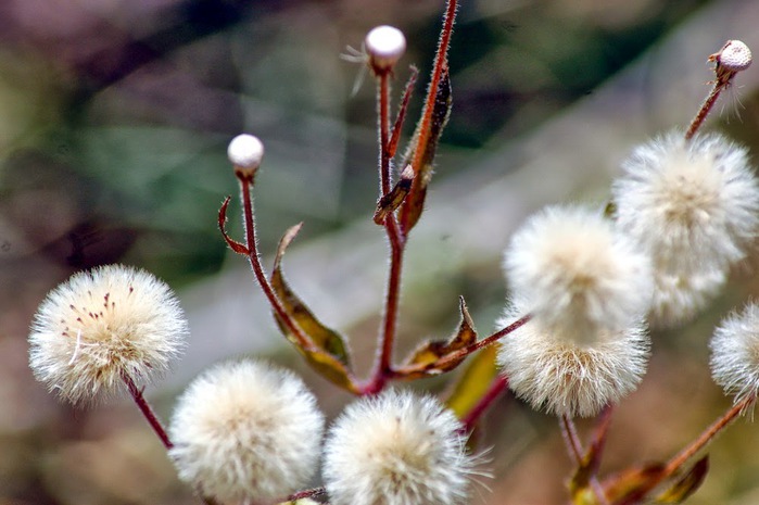 3392780_DSC_0529 (700x465, 87Kb)