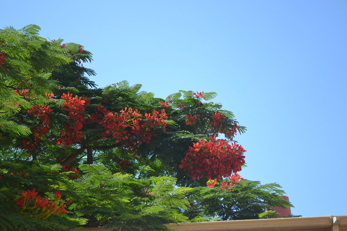 DSC_0061 (700x466, 246Kb)