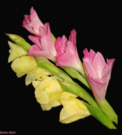 Batch_Gladiolus_4 (422x466, 22Kb)