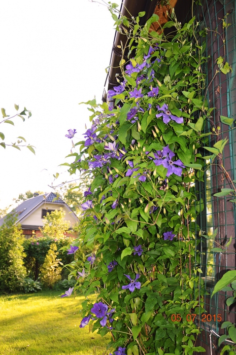 3587765_DSC_4337 (465x700, 312Kb)