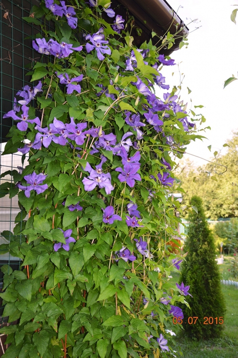 3587765_DSC_4339 (465x700, 328Kb)