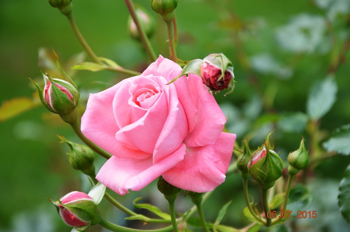 3587765_DSC_4361 (700x465, 206Kb)