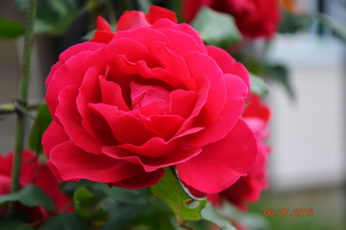 3587765_DSC_4360 (700x465, 181Kb)
