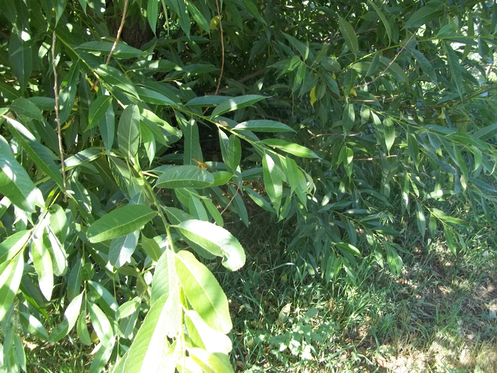 101_5179 (700x525, 509Kb)