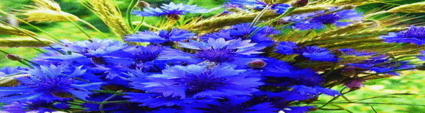 5369078_16630280884987171488 (600x160, 161Kb)